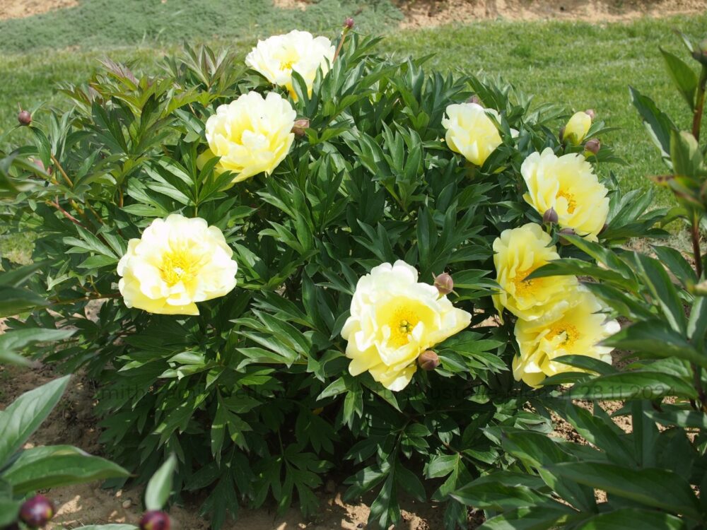 Smith Family Yellow - Image 5