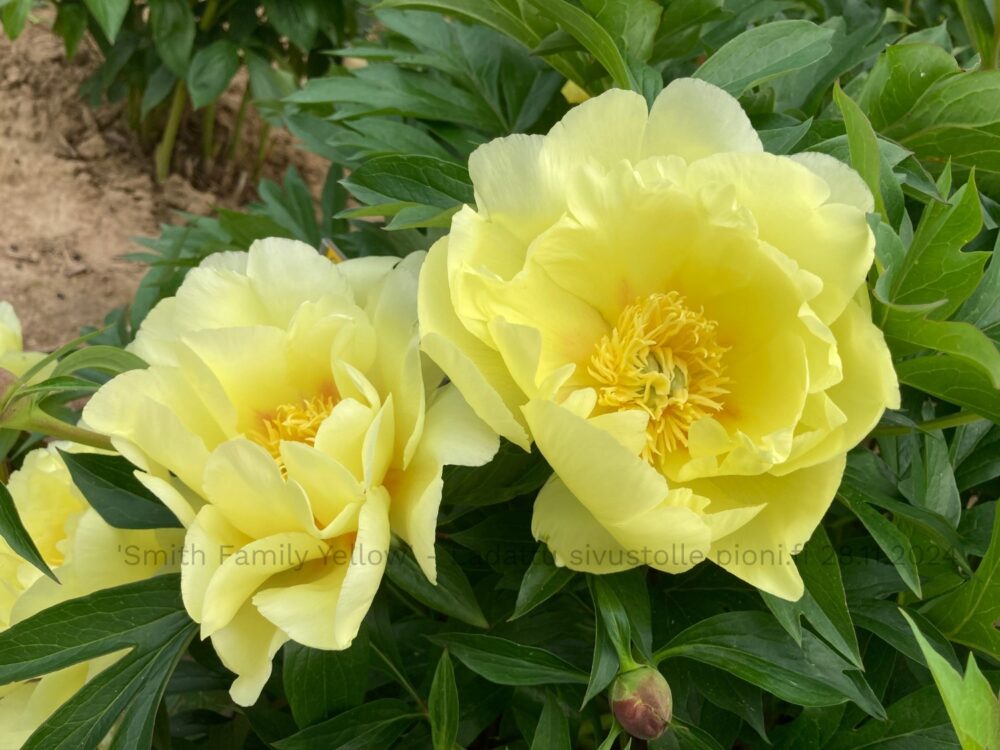 Smith Family Yellow - Image 4
