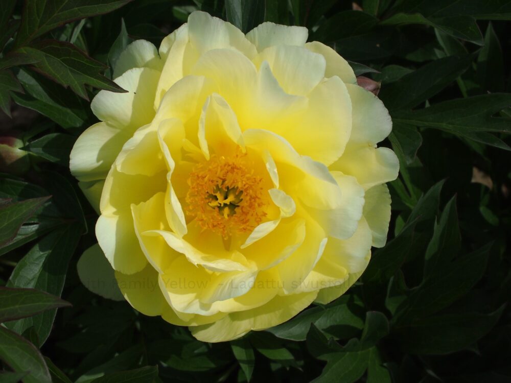 Smith Family Yellow