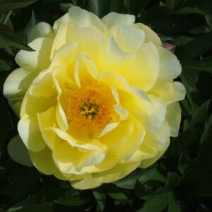 Smith Family Yellow