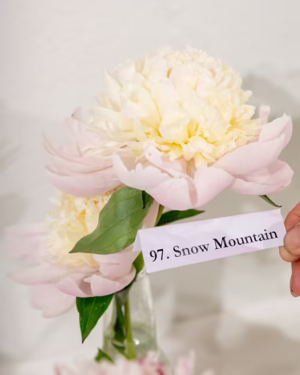 Snow Mountain - Image 2