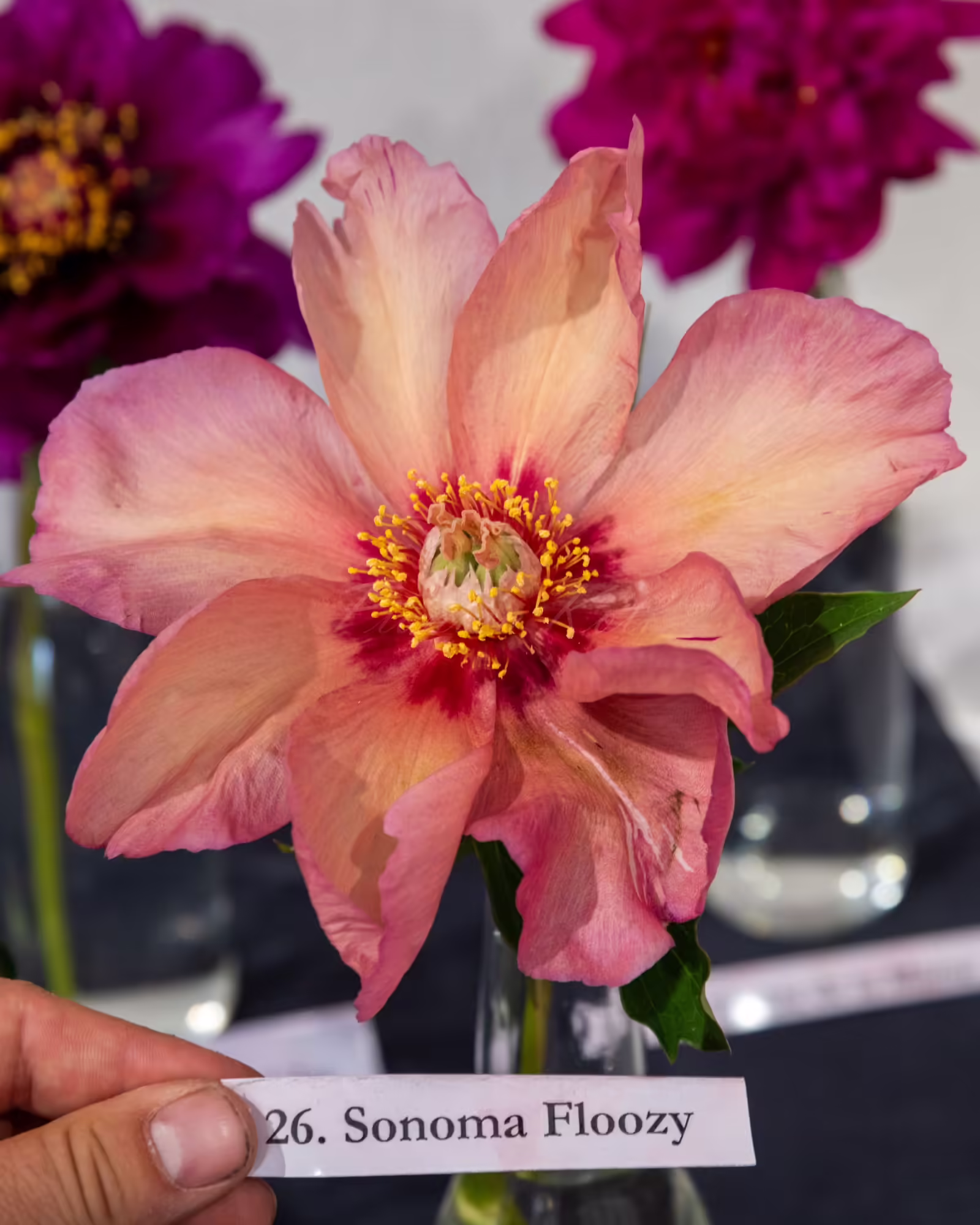 Sonoma Floozy - Image 5