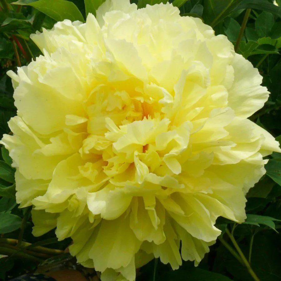 Sonoma Halo - Image 3