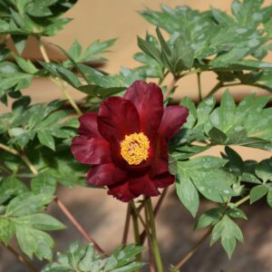 Sonoma Velvet Ruby