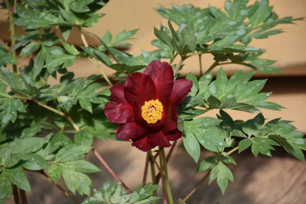 Sonoma Velvet Ruby