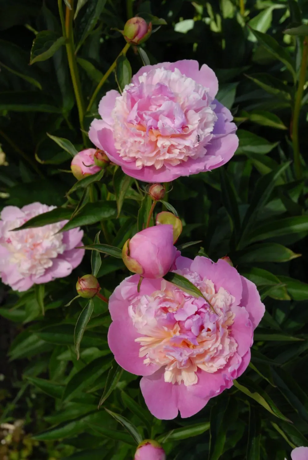 Sorbet - Image 4