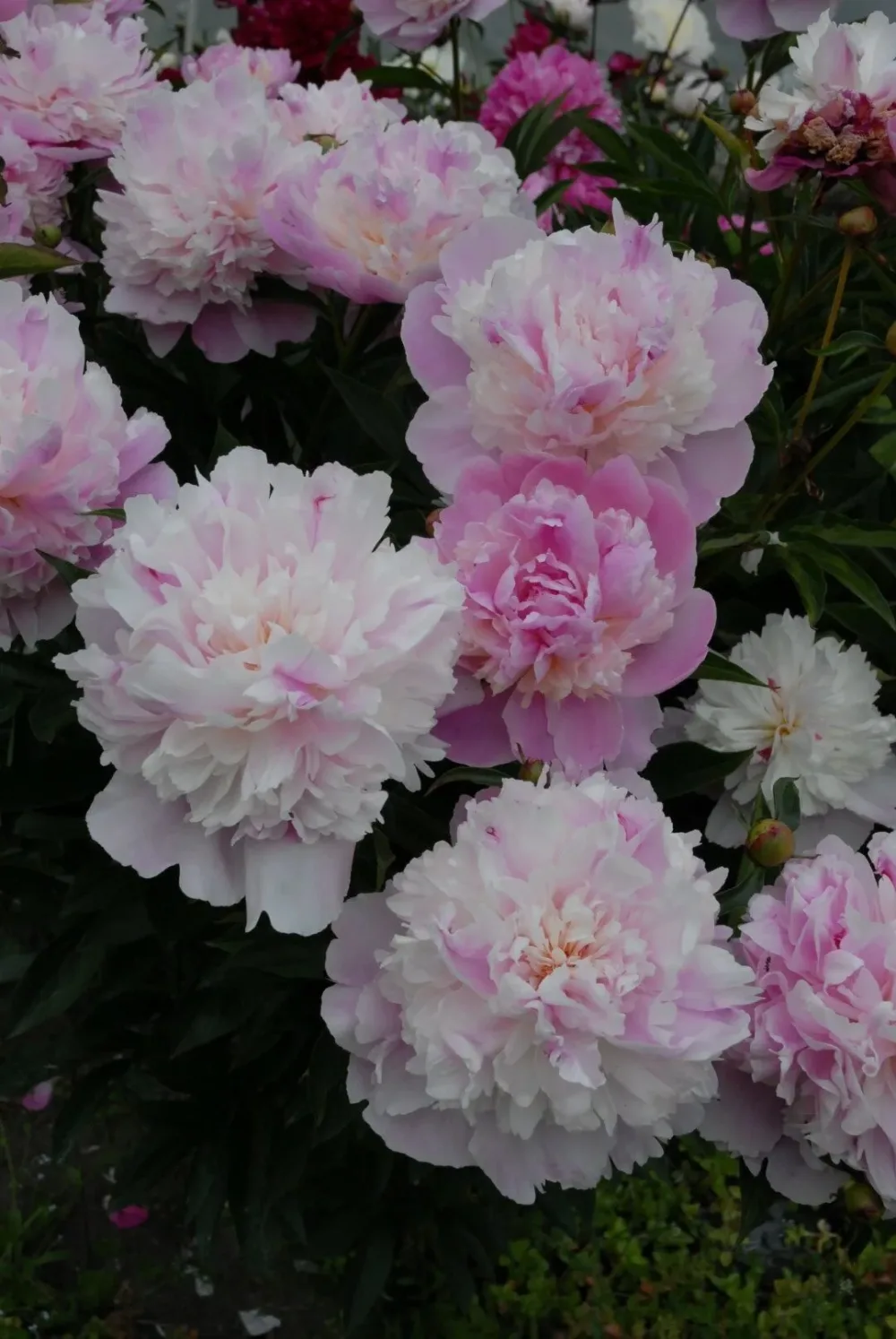 Sorbet - Image 5
