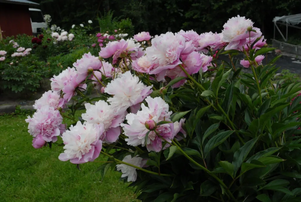 Sorbet - Image 6