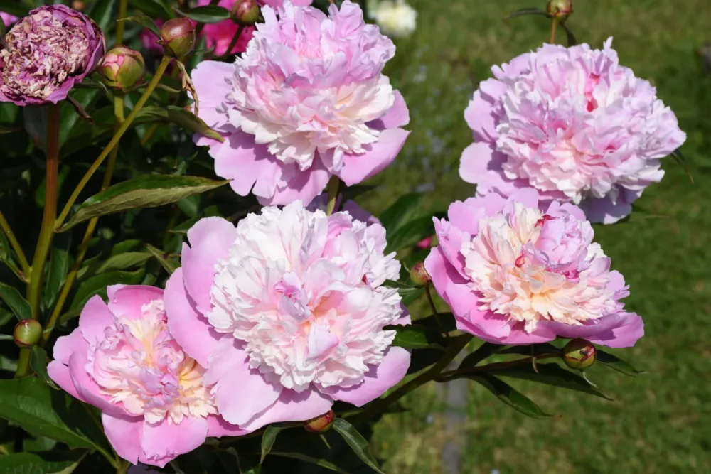 Sorbet - Image 3