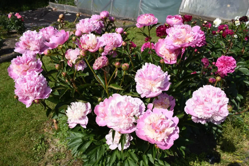 Sorbet - Image 2