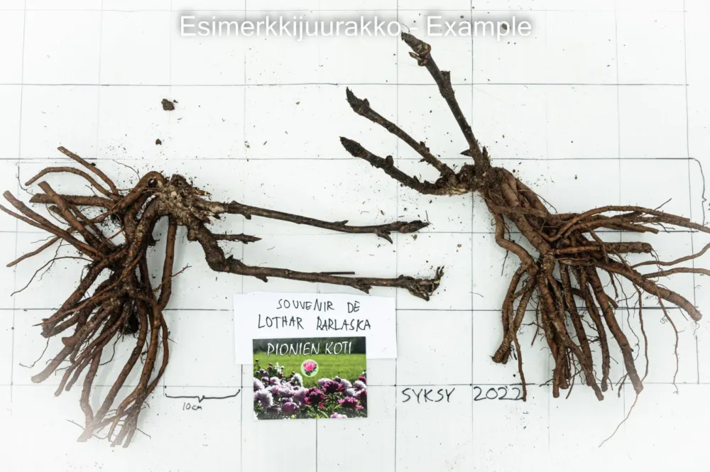 Souvenir de Lothar Parlaska - Image 6