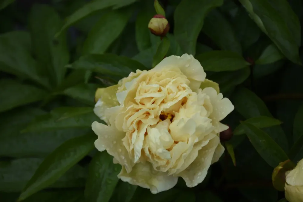Sunny Girl - Image 6