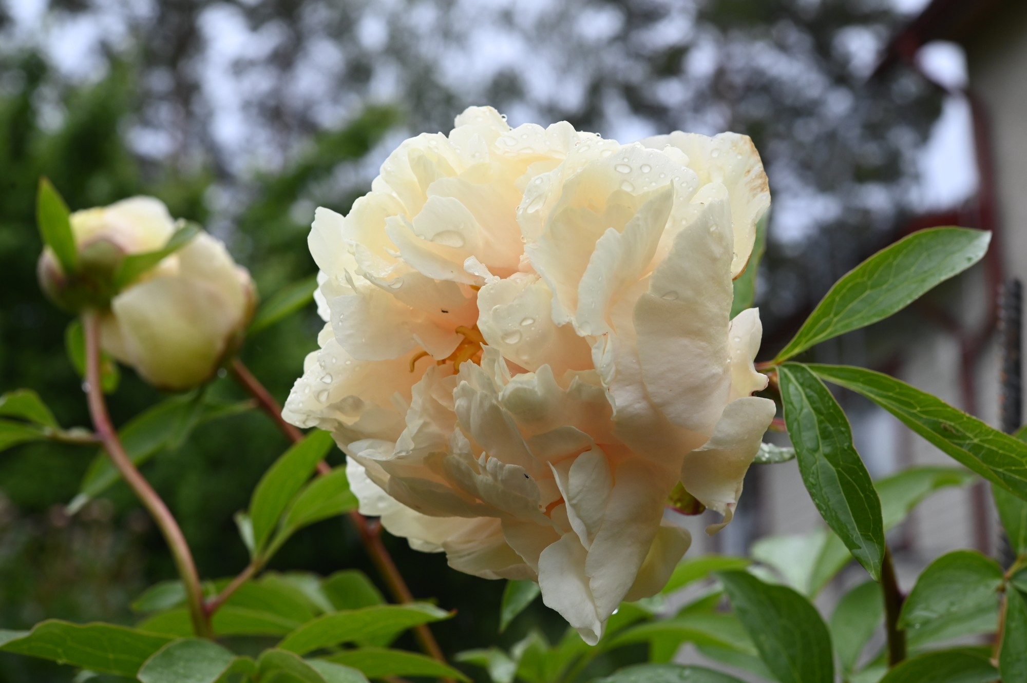 Sunny Girl - Image 9