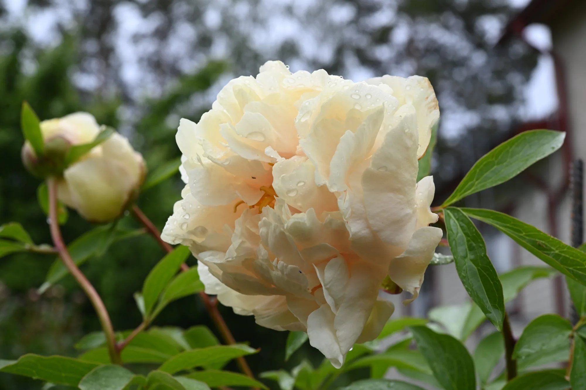 Pionien paras kukinta on alkamassa viileän juhannuksen jälkeen.