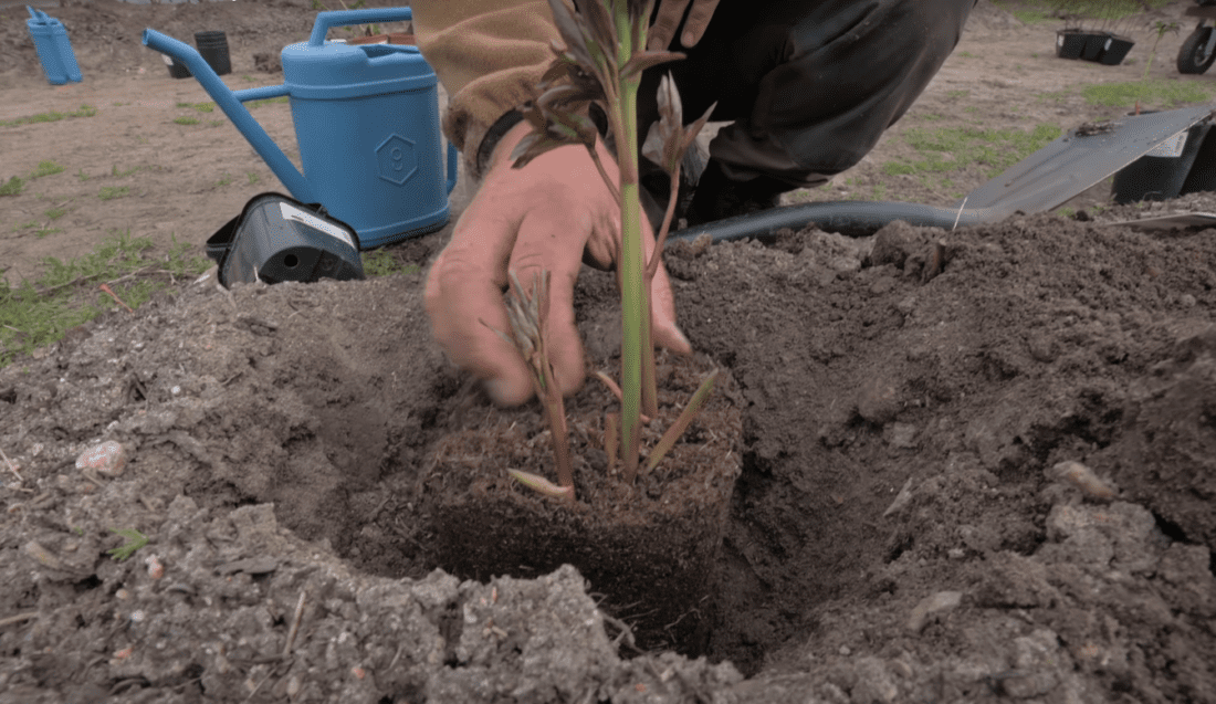 Planterings- och skötselanvisningar för pioner