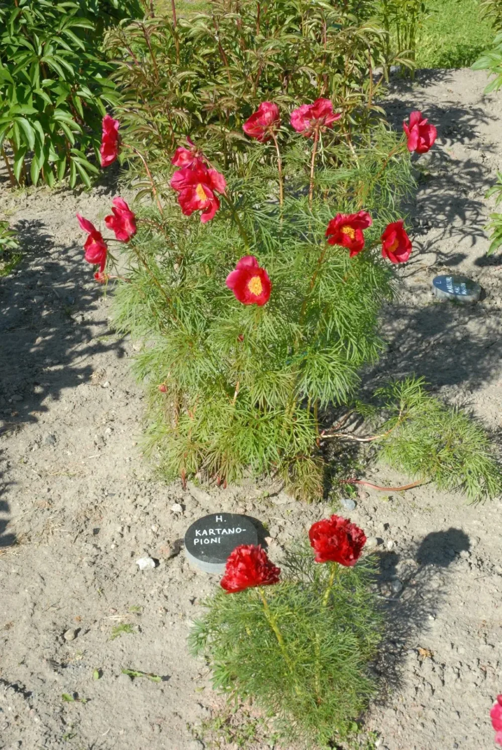 P. x hybrida 'Kartanopioni' - Image 7