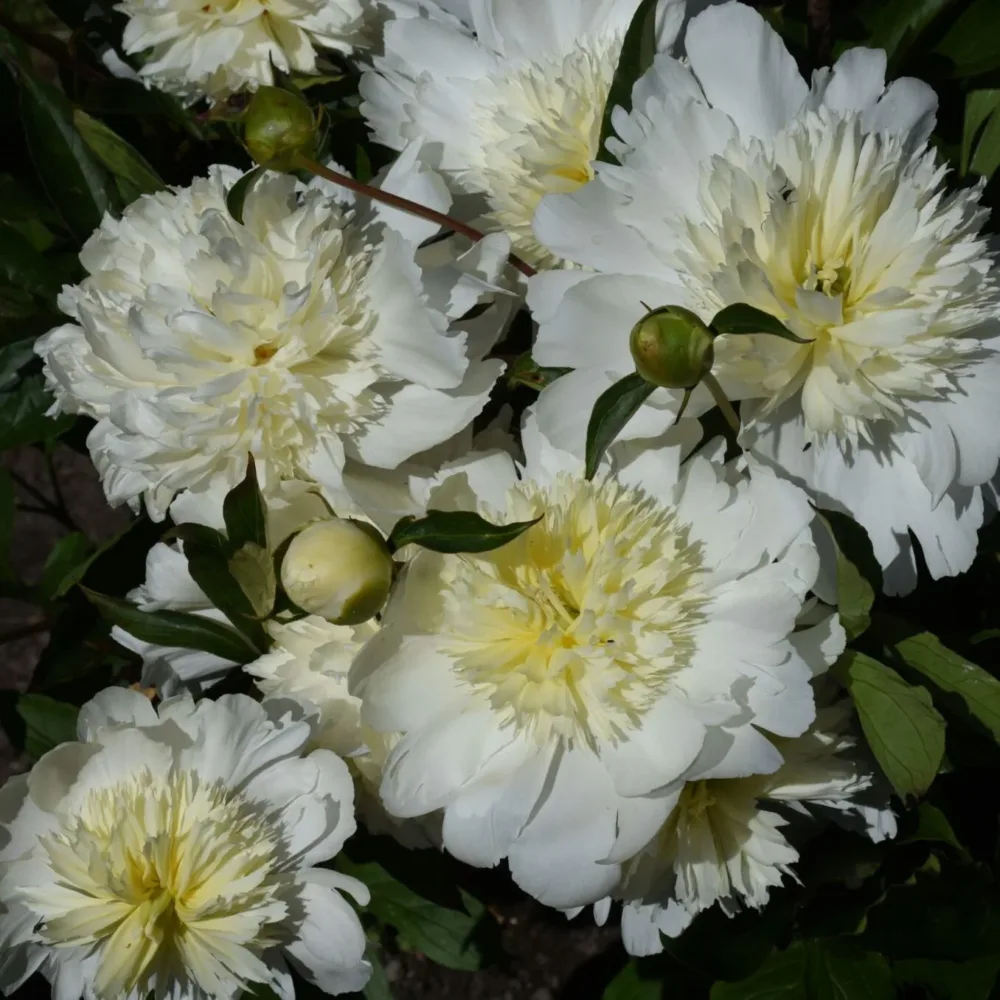Charlie's White - Image 6