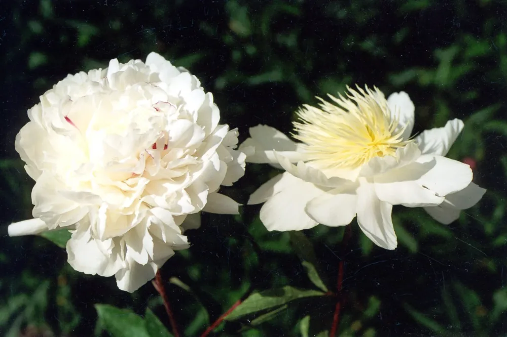 Festiva Maxima - Image 4