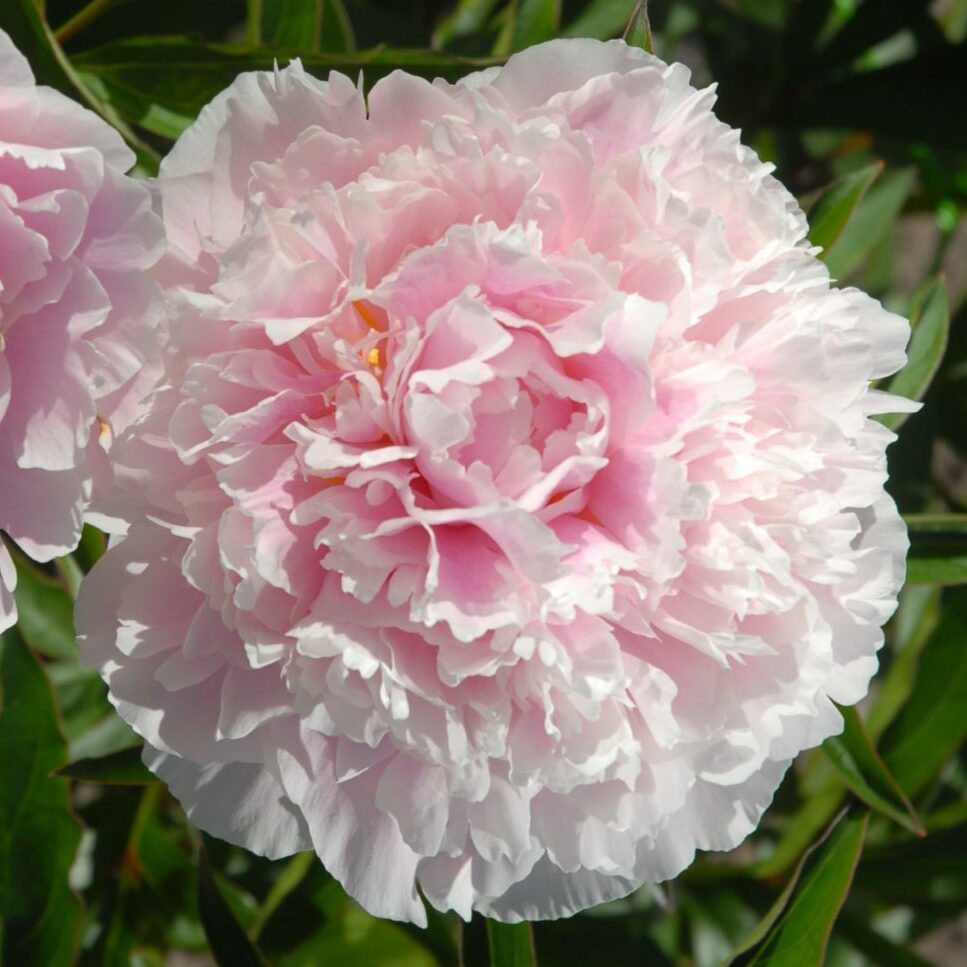 Sarah Bernhard - Home of Peonies