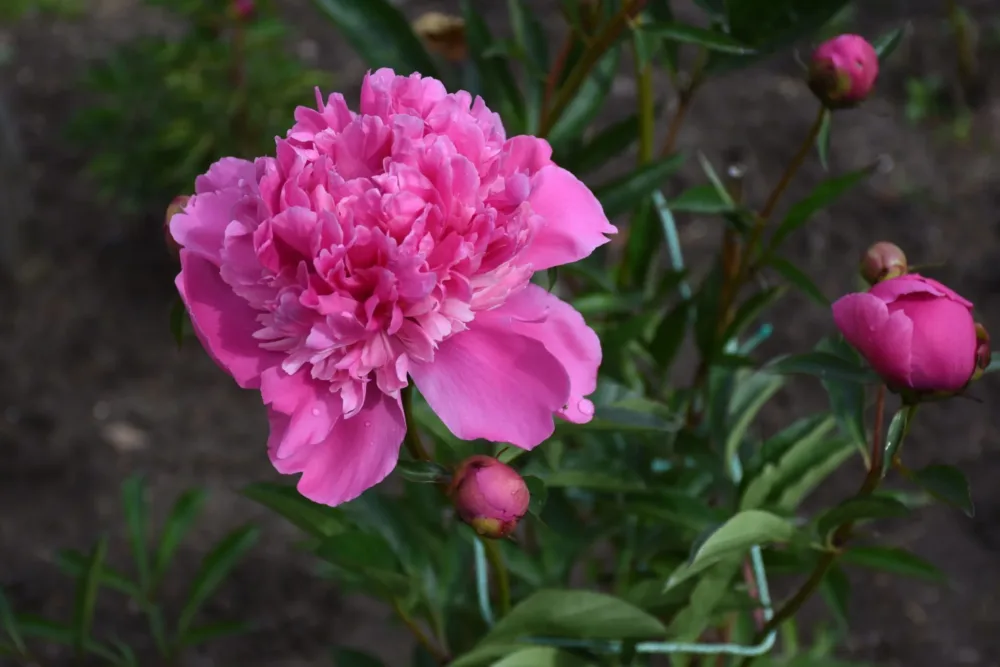 Edulis Superba - Image 9