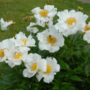 Krinkled White