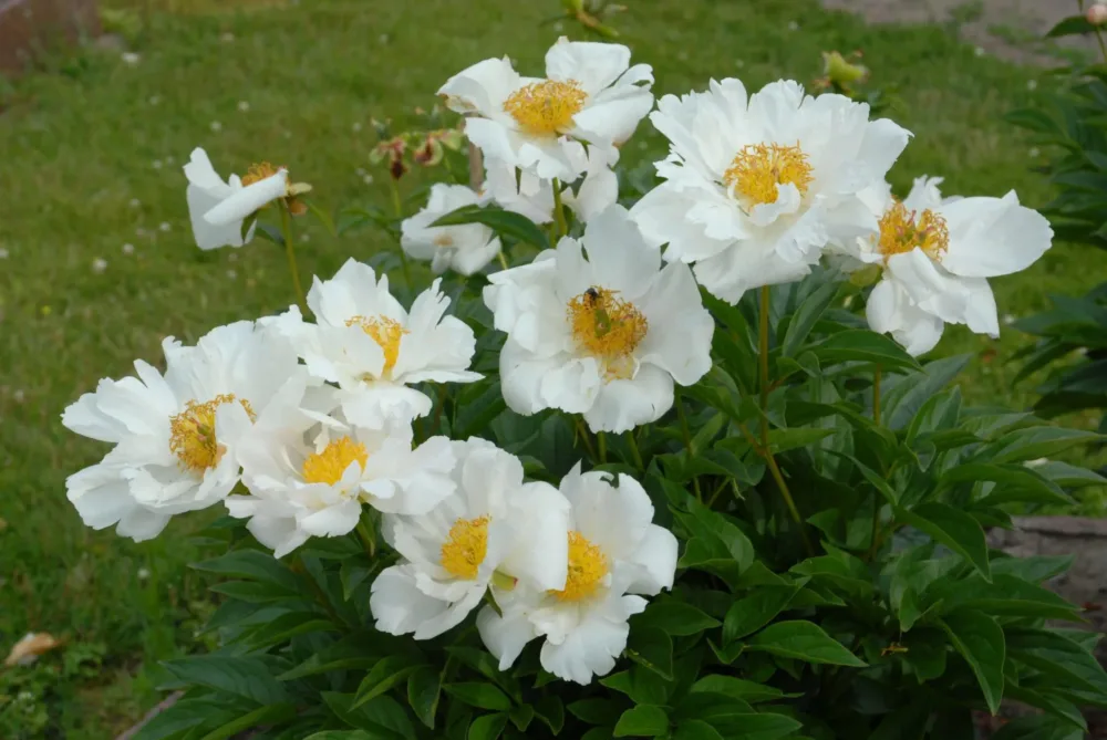 Krinkled White