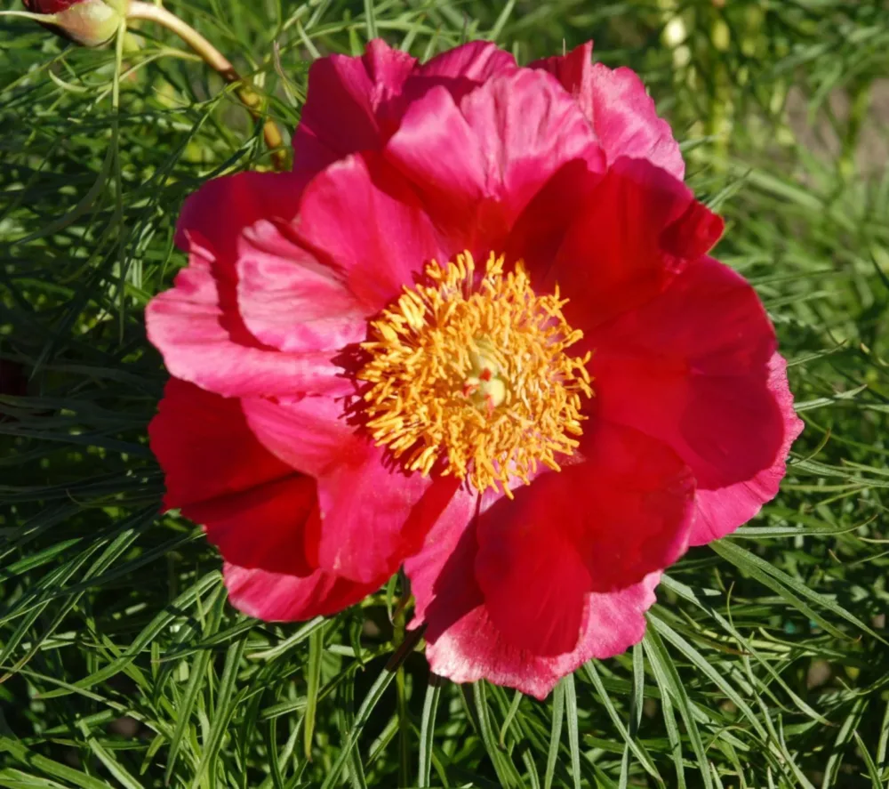P. x hybrida 'Kartanopioni' - Image 2