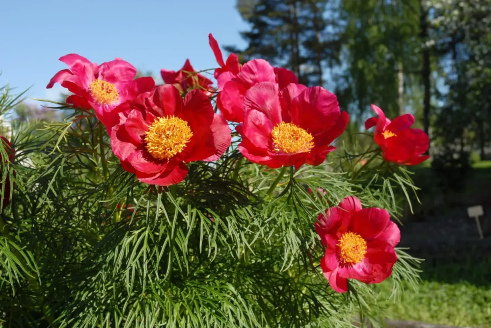 P. x hybrida 'Kartanopioni' - Image 3