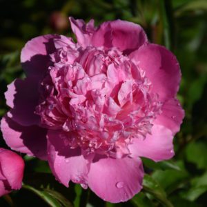 Lady Anna
