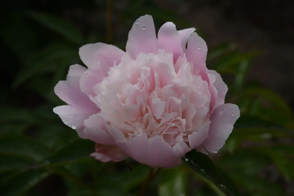 Pecher - Image 4