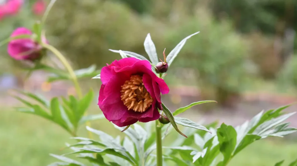 P. veitchii var 'Woodwardii' - Image 2
