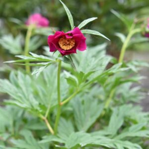 P. veitchii var 'Woodwardii'