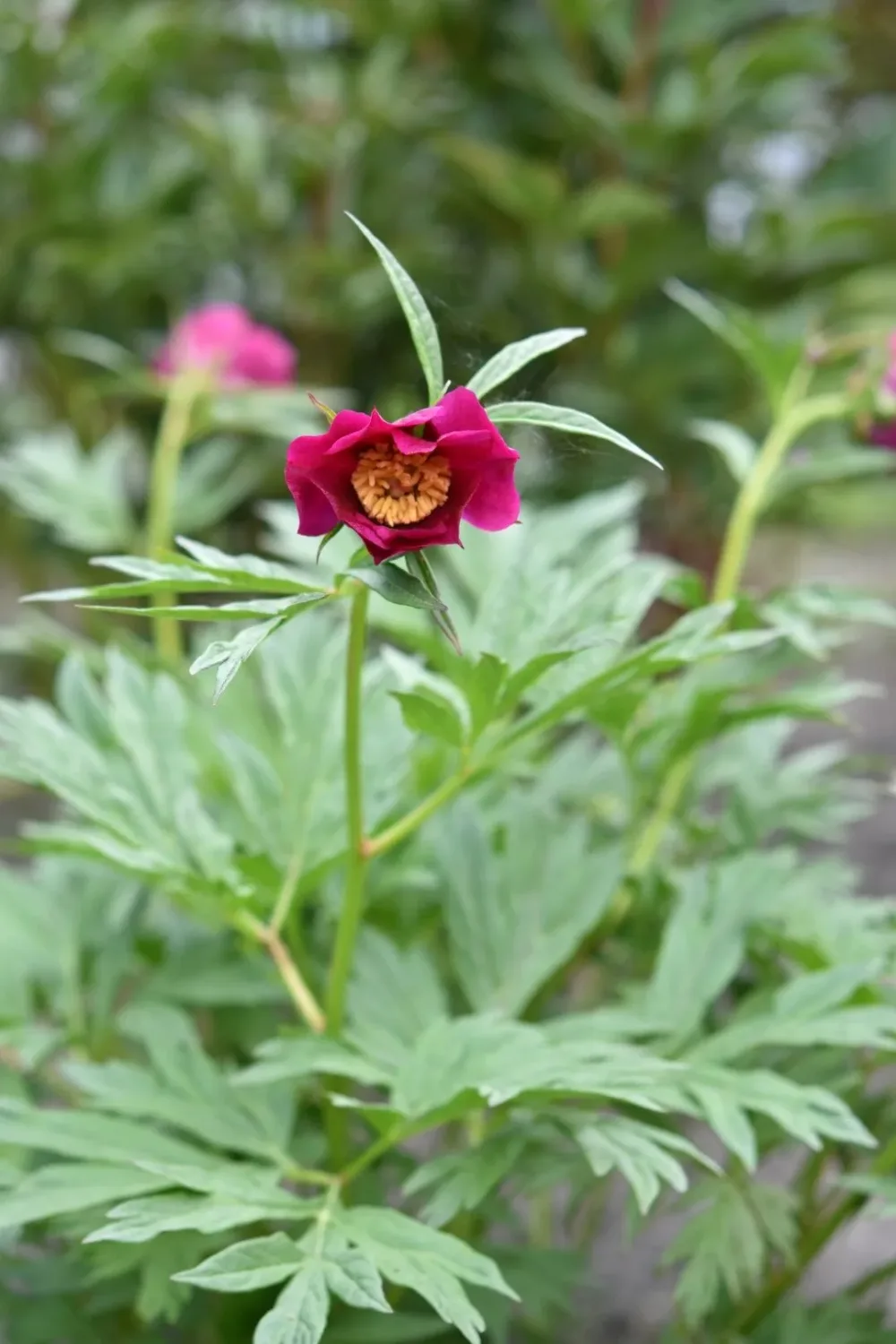 P. veitchii var 'Woodwardii'