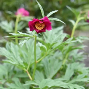 Ruusupioni var 'Woodwardii'
