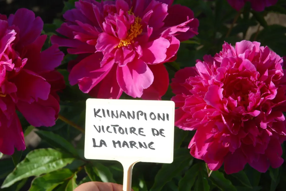 Victoire de la Marne - Image 3