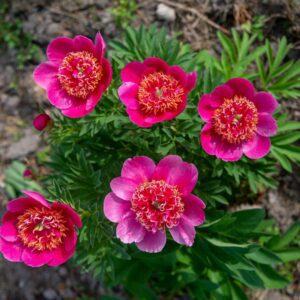 P. anemoniflora