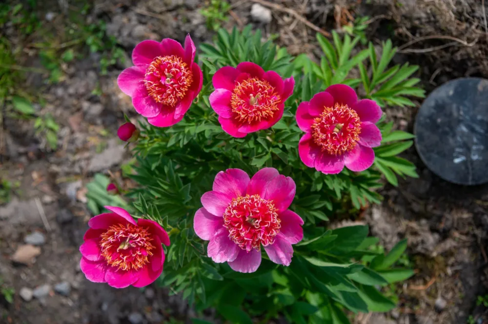 P. anemoniflora