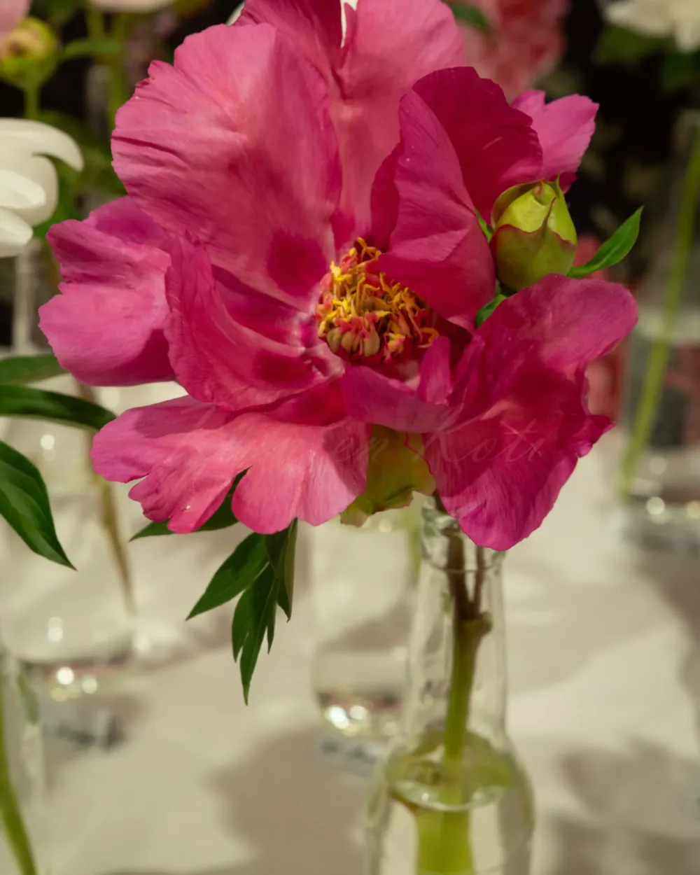 Watermelon Wine - Image 4