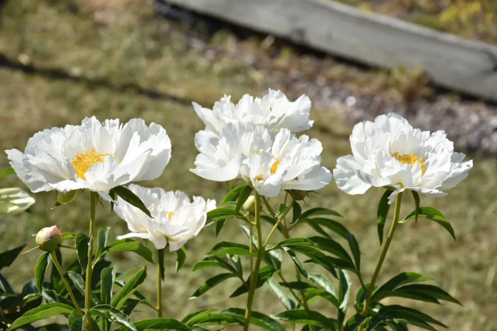 White Wings - Image 6
