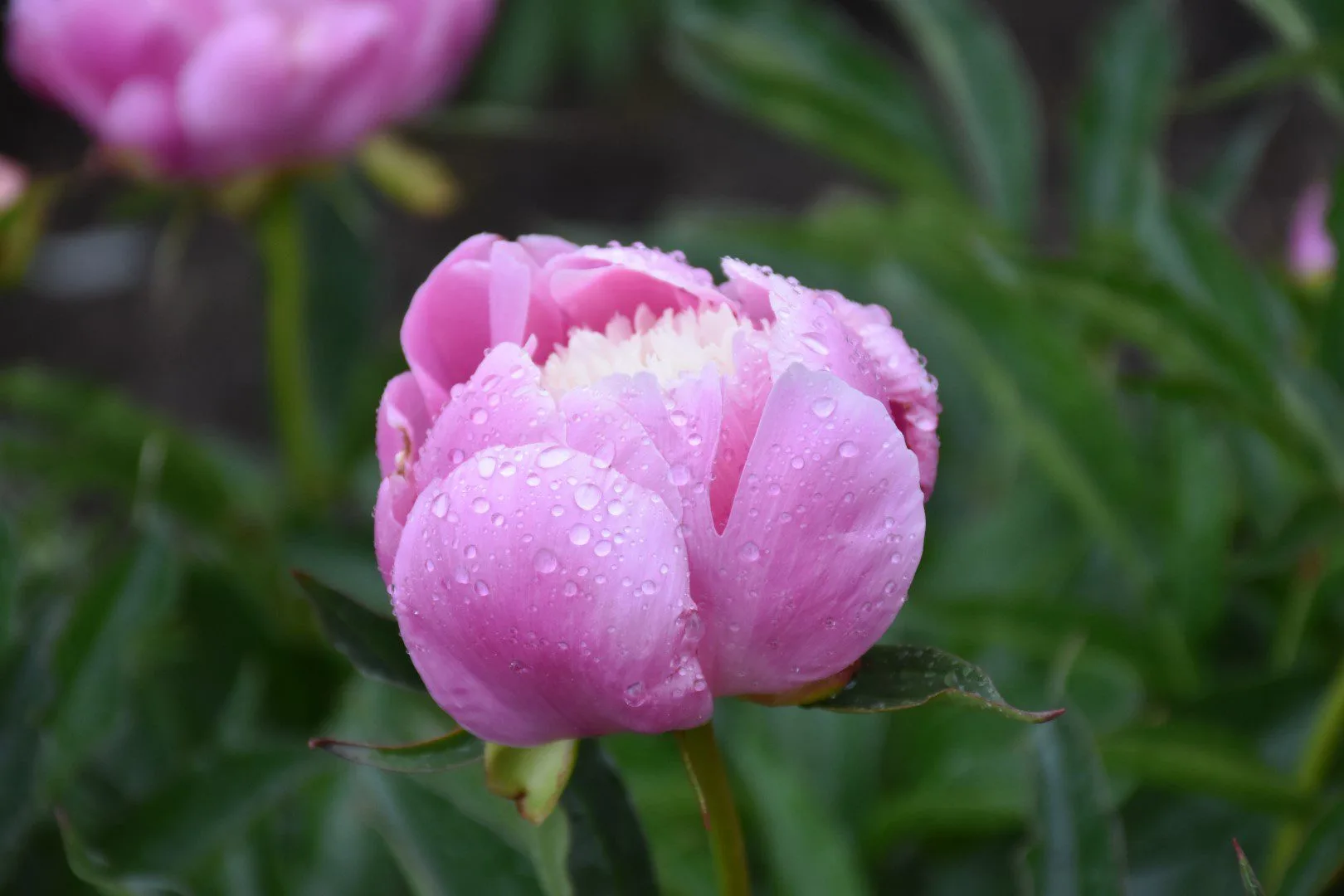 Wladyslawa - Image 7