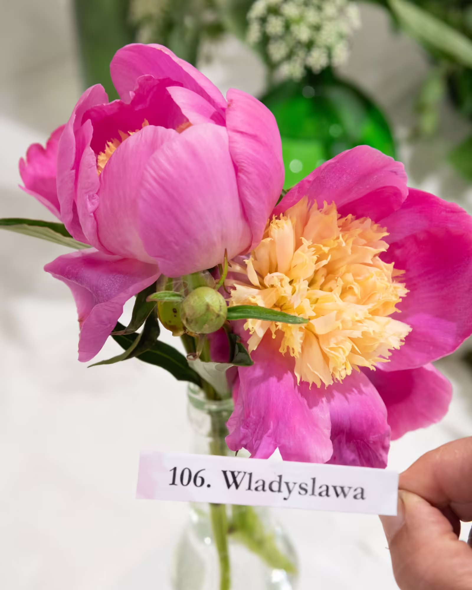 Wladyslawa - Image 6