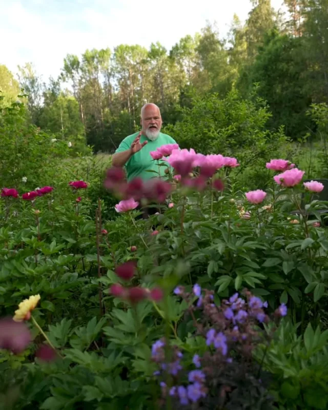 Viime kesänä meillä oli kunnia vierailla jälleen yhdessä todella hienossa suomalaisessa pionipuutarhassa.

Tässä puutarhassa yhdistyy pitkäaikainen puutarhaharrastus ja sen aikakaudet muun muassa erikoispuista, pensaista ja viime vuosien mittaan pioneista sekä yhteensopivista kumppanuuskasveista.

Pionien osalta  puutarhaharrastus on täällä painottunut etenkin itoheihin, jotka ovat näyttäviä puu- ja ruohovartisten risteytyksiä, jotka pysyvät yleisesti tukemattakin kauniisti pystyssä.

Mikäli sinulla on hetki aikaa (21min) rauhoittua kesäisten pionitunnelmien äärelle, olet tervetullut Mikon mukaan tälle videomatkalle yhteen hienoimmista näkemistämme pionipihoista itohien parhaaseen kukinta-aikaan! Videon löydät Pionien Kodin Youtube-kanavalta; siihen on myös linkki kommentissa alla.

Suuret kiitokset vielä puutarhan viherpeukaloille, että saimme vierailla tässäkin upeassa pihassa inspiroitumassa ja näin videon muodossa inspiroimassa katsojia pionien maailmaan. 🌷🌷🌷

Rauhallista joulua! 🎅

#pionienkoti #mikkoreissaa