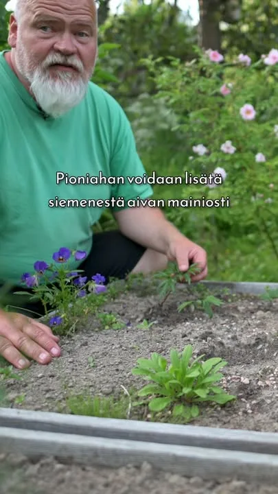 Siemenkasvatus on pioneilla hidas prosessi. Helpointa on antaa siementen pudota maahan kukkapenkkiin ja odotella vuosi-pari, jonka jälkeen voi tiirailla mahdollisesti nousevaa hentoa vartta.

Lavakaulus tarjoaa tähän helppohoitoisemman ja pionin kannalta turvallisemman vaihtoehdon. Ehdottomasti hyvä ajatus, mikäli pionia haluaa kokeilla siemenestä kasvattaa!

Video on kuvattu upeassa ja ainutlaatuisessa pionipuutarhassa heinäkuun 2025 alussa. Koko video puutarhan ihanuuksista löytyy Youtube-kanavaltamme.

 #pionienkoti #mikkoreissaa