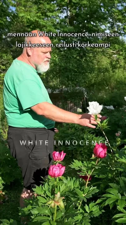 Erikoistuneestakin pionipuutarhasta löytyy aina perinteisiä lajikkeita joukosta, kuten valkoinen 'Festiva Maxima'.

Perinteiset kiinanpionit pärjäävät parhaiten hieman hankalammissakin olosuhteissa.

Video on kuvattu upeassa ja ainutlaatuisessa pionipuutarhassa heinäkuun 2025 alussa. Koko video puutarhan ihanuuksista löytyy Youtube-kanavaltamme.

 #pionienkoti #mikkoreissaa