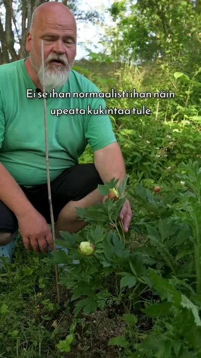 Ensimmäisenä ja joskus toisenakin vuotena pioni keskittyy uuteen paikkaan asettumiseen. Kukintaan johtavat silmut ja kukka-aiheet valmistuvat jo edellisenä syksynä, eli keväällä istutettu pioni voi heti kukkia. Näyttävyyttä ja kokoa kukintaan saadaan usein muutamassa vuodessa.

Video on kuvattu upeassa ja ainutlaatuisessa pionipuutarhassa heinäkuun 2025 alussa. Koko video puutarhan ihanuuksista löytyy Youtube-kanavaltamme.

 #pionienkoti #mikkoreissaa