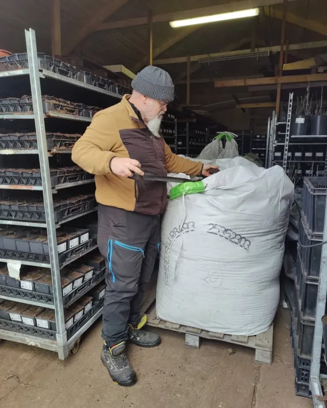 Talvi jyllää, mutta me valmistaudumme kevääseen. Kylmävarastoon säilötty suursäkki on päältä ja reunoiltaan kohmeessa, sisältä on maa sulaa. Itoh pionien kärjet ovat aivan juuri silleen kohta heräilemässä. 10 viikon päästä pionit lähtevät meiltä jälleenmyyjille, sillä 11 viikon päästä on äitienpäivä!