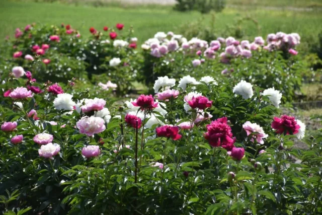 Kevättä, kesää ja kukintaa kohti mennään päivä kerrallaan! Tervetuloa vierailulle Taivassaloon. Taimivalikoima on runsaimmillaan keväällä ja alkuekesällä, pionien kukinta on upeimmillaan keskikesällä (useimpina vuosina juhannuksen aikoihin). Varmistamme kuitenkin, että sekä kesäkukkia ja pioneja on laaja valikoima jäljellä vielä myöhemminkin.