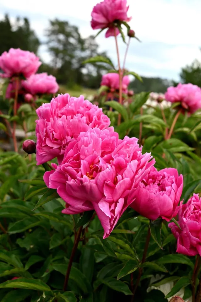 Hyvää naistenpäivän iltaa! 🌷

Useita pionilajikkeita on nimetty näyttelijättärien, valtaapitävien tai etenkin jalostajalle henkilökohtaisesti merkityksellisen naisen mukaan. Nämä näkyvät useissa lajikenimissä etuliitteina kuten 'Duchesse' tai 'Madame' / 'Mme'.

Näissä kuvissa on yksi viime kesän valopilkuista, kiinanpioni "Madame Emile Debatène". Kuvat on otettu kukinnan alussa 3.7. ja loppupuolella 9.7.2025 puutarhallamme. Viime kesän kukinta oli yleisesti poikkeuksellisen myöhäinen. Väri tässä lajikkeessa pysyy aika kivasti kukinnan lopulle, vaikka tarkka sävy hieman muuttuukin.

#naistenpäivä #pionienkoti