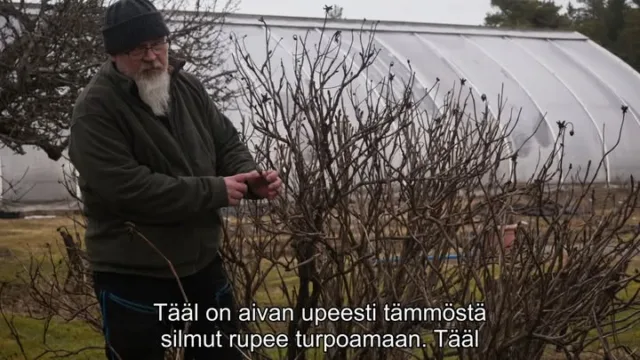 Ensimmäiset kevään merkit pionipuutarhassa