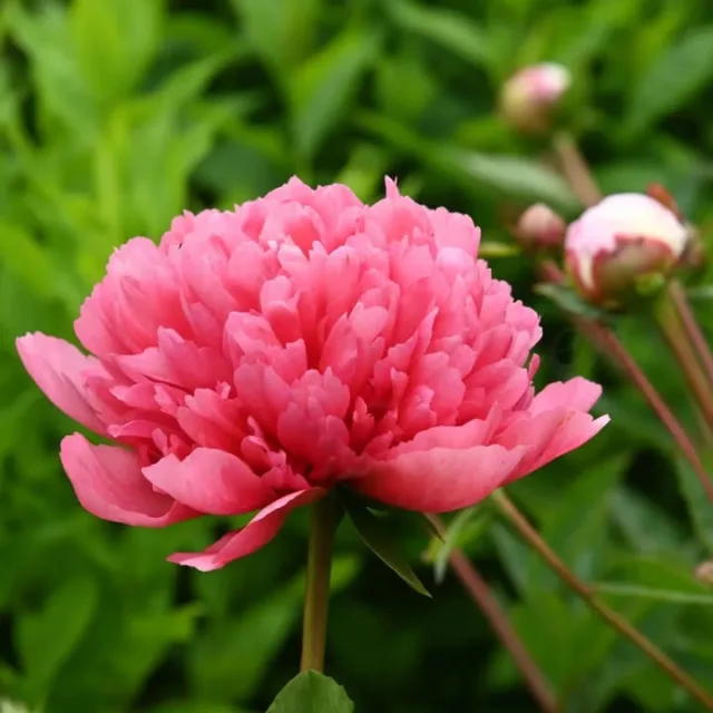 Aurinkoista, lämmintä ja keväistä maanantaita toivottaa Lorelei hybridipioni 🌺